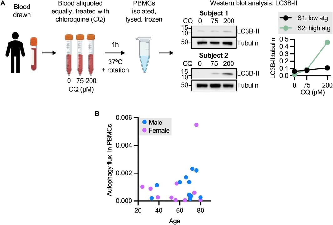 Diagram of the blood test used to measure autophagy in white blood cells, and a scatter plot of the results by age and sex